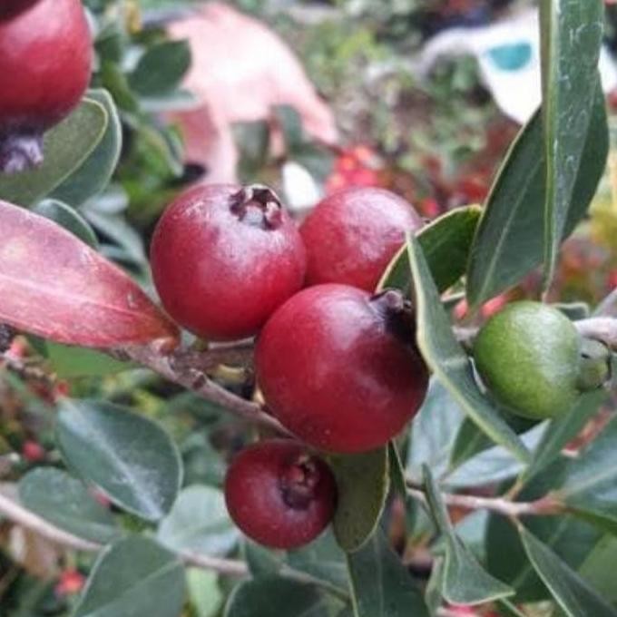 

Terlaris Bibit Jambu Strawberry Guava ( Jambu Leci )