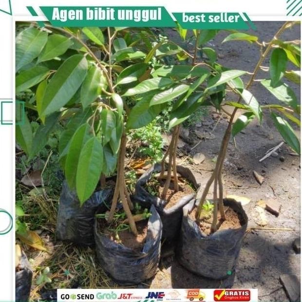 

Terlaris Bibit Durian Montong Kaki3