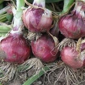 

Terlaris Ready Murah Bibit Unggul Bawang Merah Lokananta F1 | Benih Bawang