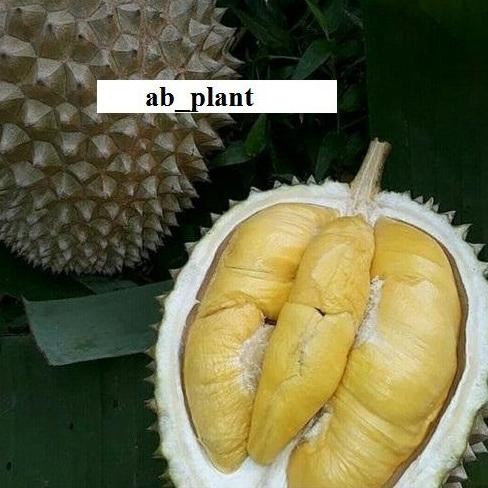

Terlaris Bibit Durian Petruk Super Cepat Berbuah
