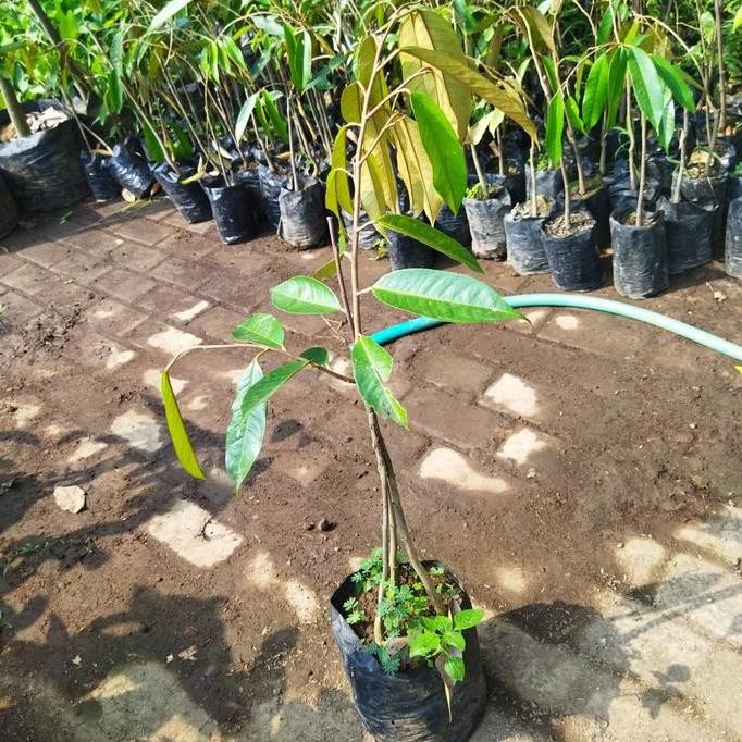 

Terlaris Bibit Buah Durian Musangking Kaki 3 Sedling