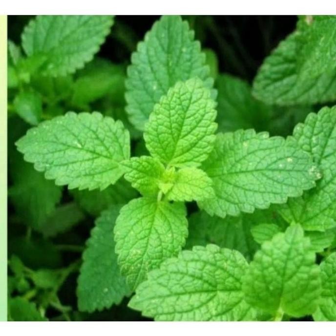 

Terlaris Bibit Daun Mint Untuk Kesehatan