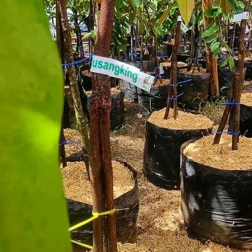 

Terlaris Bibit Durian Musangking Kaki 3 Super
