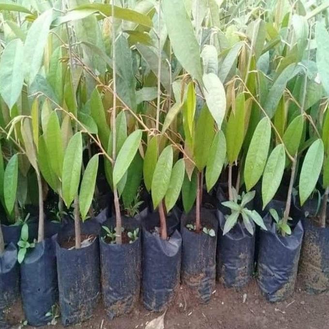 

Terlaris Bibit Durian Bawor Okulasi