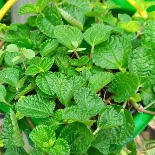 

Terlaris Bibit Tanaman Herbal Mint Spearmint-Daun Bahan Herbal/Pohon Obat