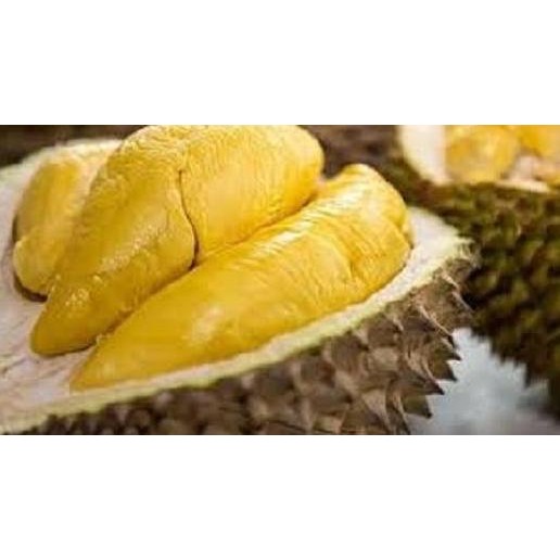 

Terlaris Bibit Tanaman Durian Montong Berdaging Tebal Rasa Manis