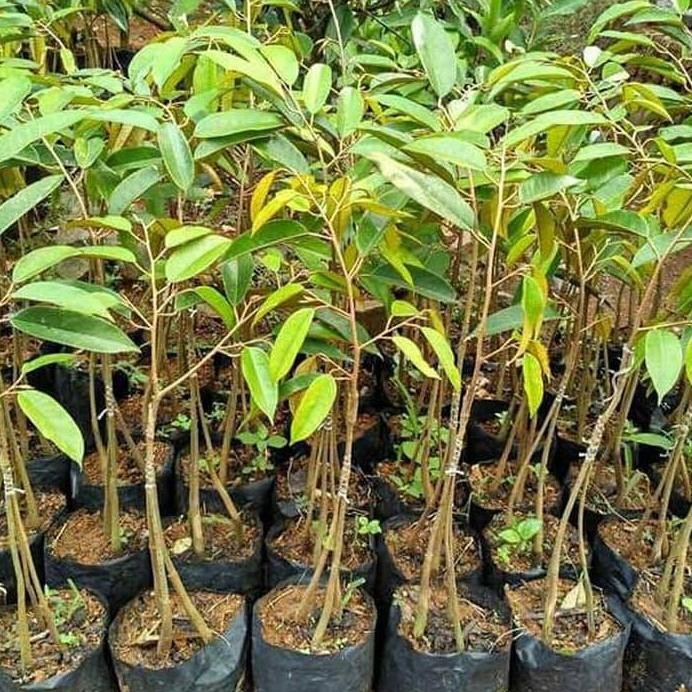 

Terlaris Bibit Tanaman Buah Durian Bawor Kaki 3 1Meter