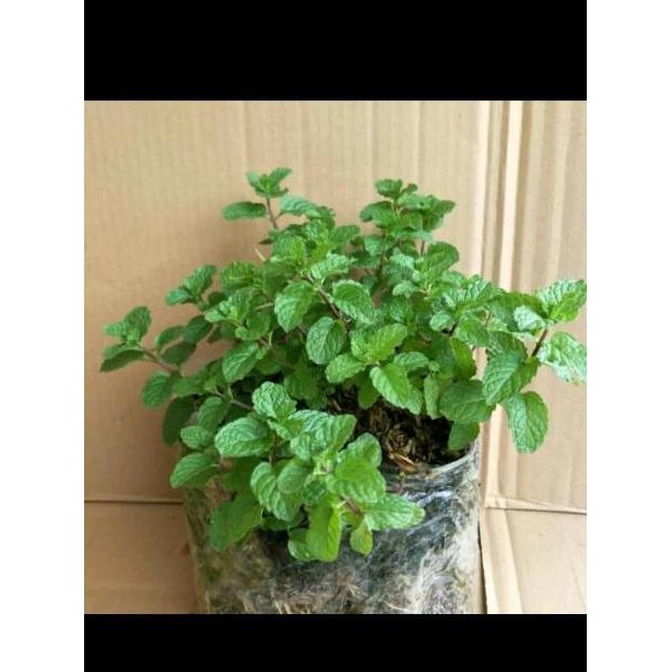 

Terlaris Bibit Daun Mint - Tanaman Herbal