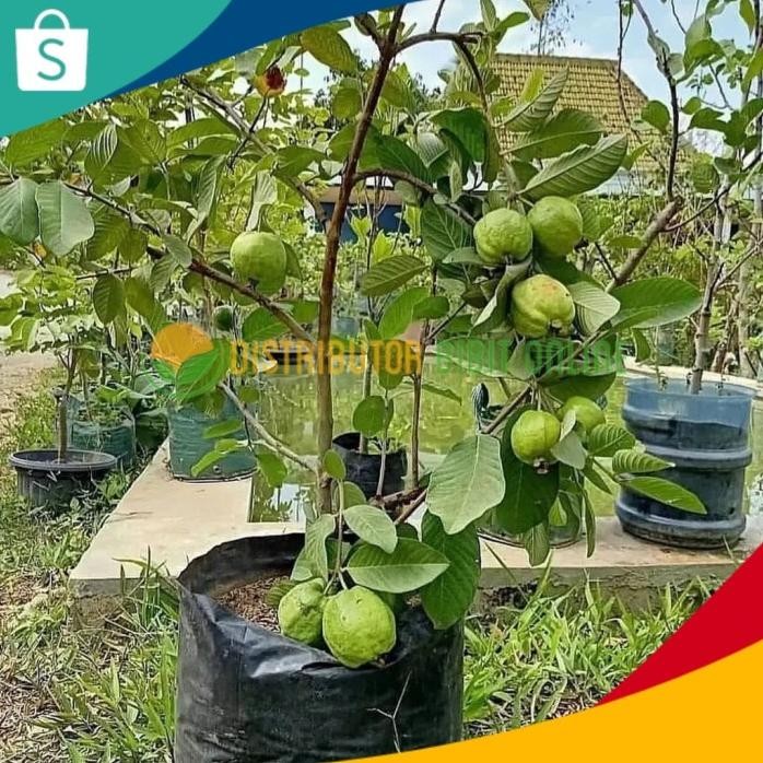 

Terlaris Terlaris Bibit Jambu Kristal Sudah Berbuah Hasil Cangkok