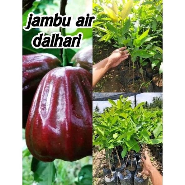 

Terlaris Bibit Jambu Dalhari Hasil Okulasi