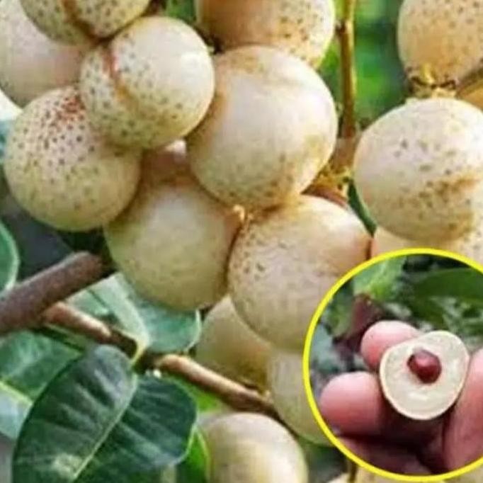 

Terlaris Paket 3 Bibit Klengkeng Aroma Durian