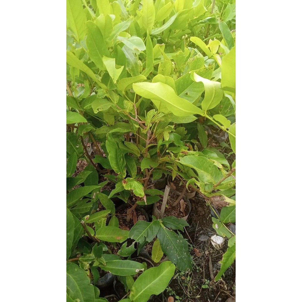 

Terlaris Bibit Jambu Air Madu Deli Hijau Cangkok