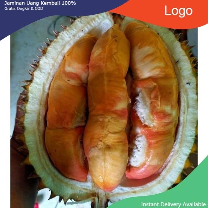 

Terlaris Bibit Durian Pelangi