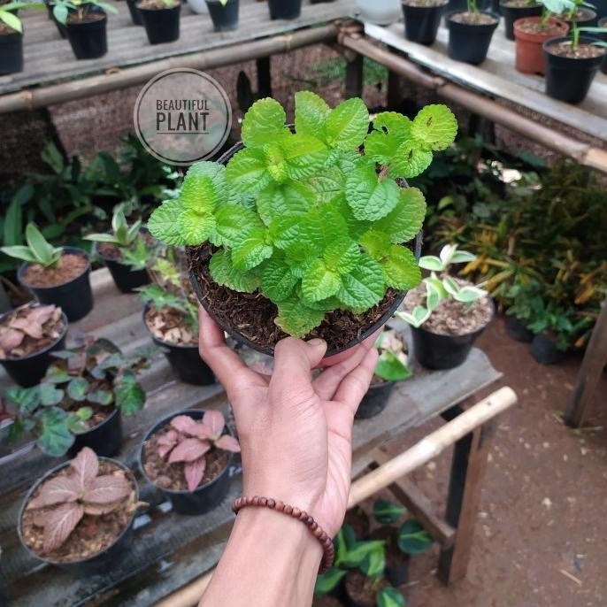 

Terlaris Bibit Tanaman Hias Gantung Daun Mint