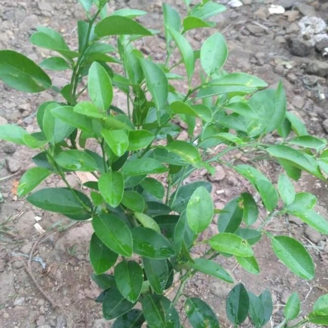 

Terlaris Bibit Tanaman Buah Jeruk Nipis Pohon Buah Jeruk Nipis Atz