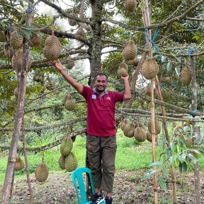 

Terlaris Bibit Durian Montong Ukuran 1 Meter Batang Besar Siap Berbuah