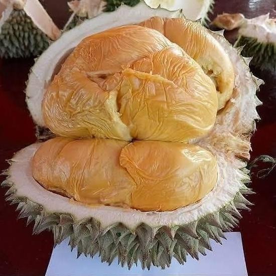 

Terlaris Tanaman Bibit Durian Duri Hitam Berkualitas