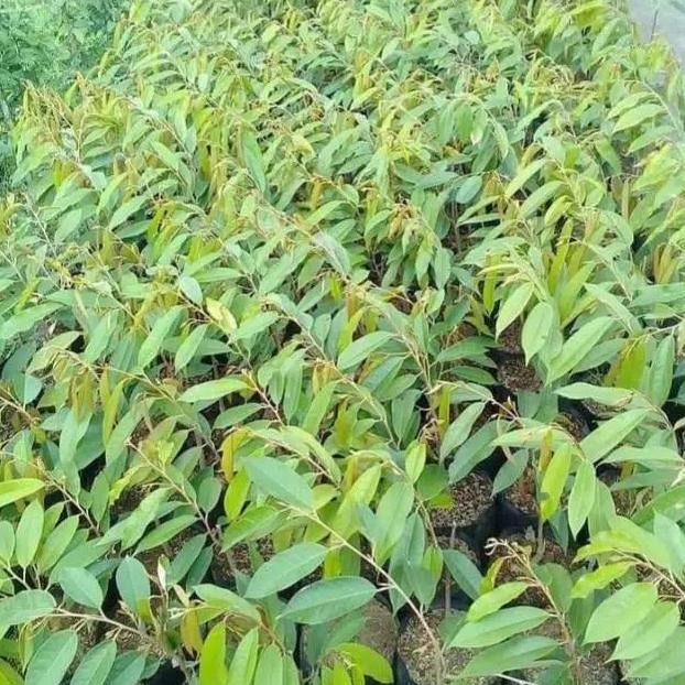 

Terlaris Paket 3 Bibit Durian Musangking Bawor Duri Hitam