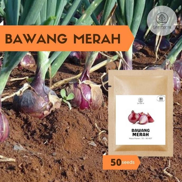 

Terlaris Bawang Merah 50 Seeds - Benih Bibit Biji Sayur Super