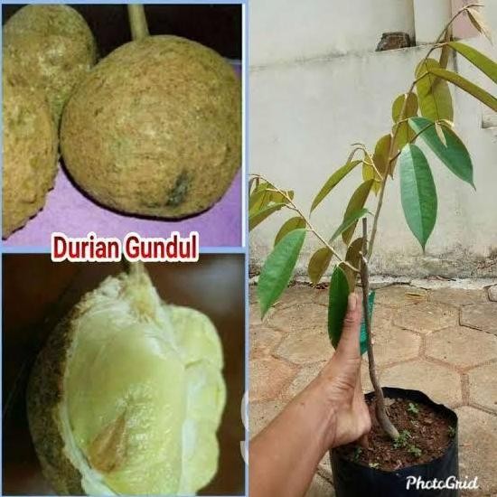 

Terlaris Bibit Durian Gundul Hasil Okulasi Cepat Berbuah