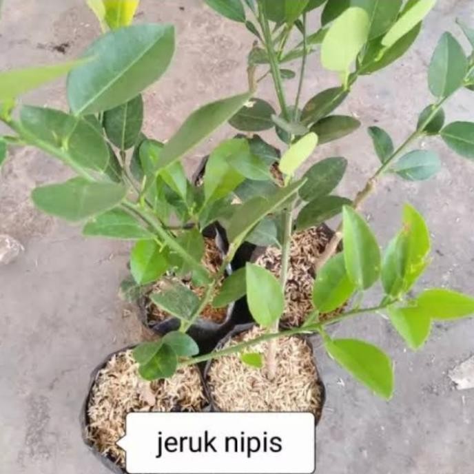 

Terlaris Jeruk Nipis Bibit Tanaman Supeerr