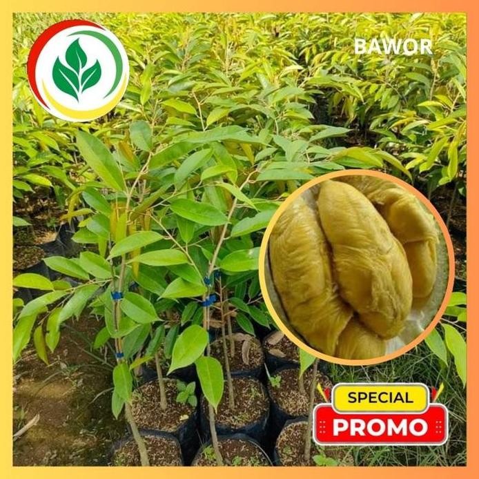 

Terlaris Bibit Durian Bawor. Asli Tanaman Okulasi Cepat Berbuah Lebat...