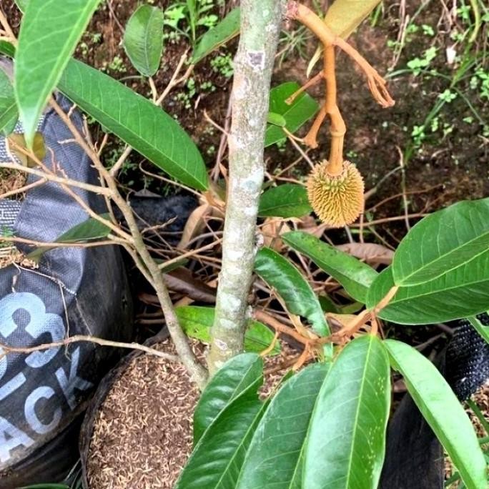 

Terlaris New* Tanaman Bibit Durian Petruk .