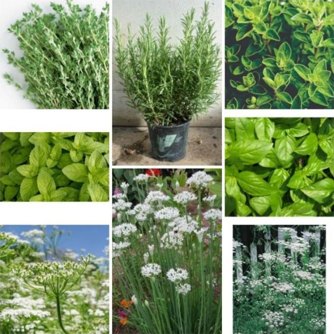 

Terlaris Paket 8 Jenis Bibit Benih Herb Thyme Oregano Rosemary Garlic Mint