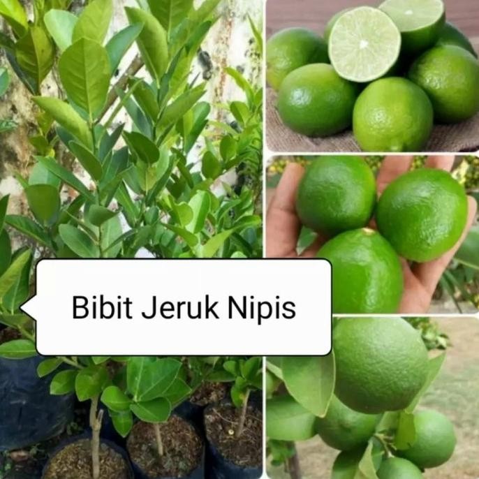 

Terlaris Bibit Pohon Jeruk Nipis Tanaman Buah Herbal Supeerr