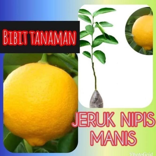 

Terlaris Terlaris Paling Laris Obral C4Ri Bibit Tanaman Buah Jeruk Nipis Manis