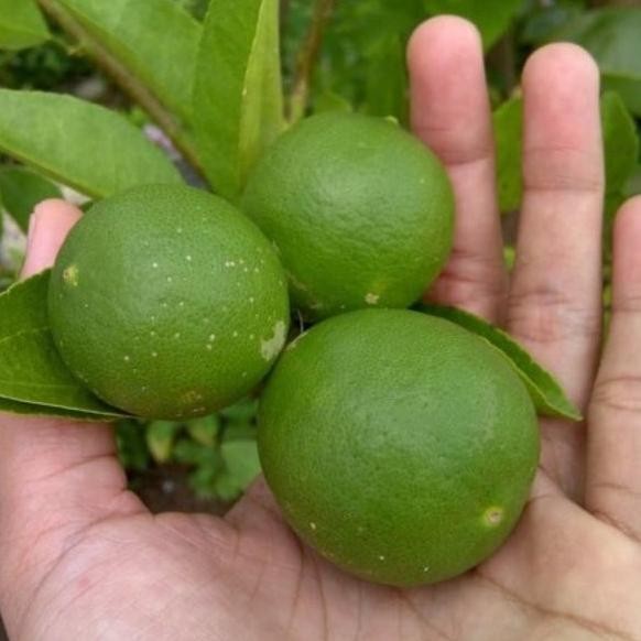 

Terlaris Terlaris Bibit Tanaman Buah Jeruk Nipis Unggulan-Bibit Buah Bb90