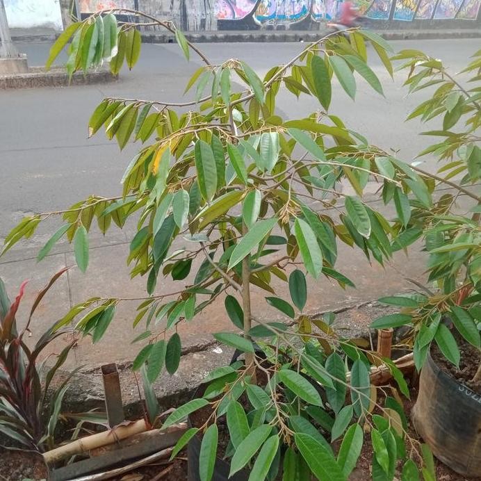 

Terlaris Bibit Durian Pohon Durian Unggulan Hasil Okulasi Cepat Berbuah