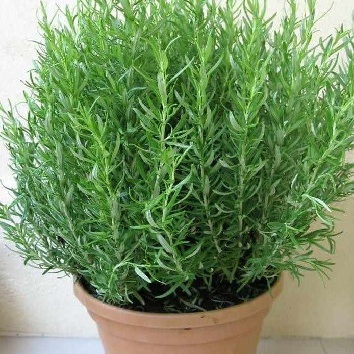 

Terlaris Bibit Tanaman Herbal Rosemary