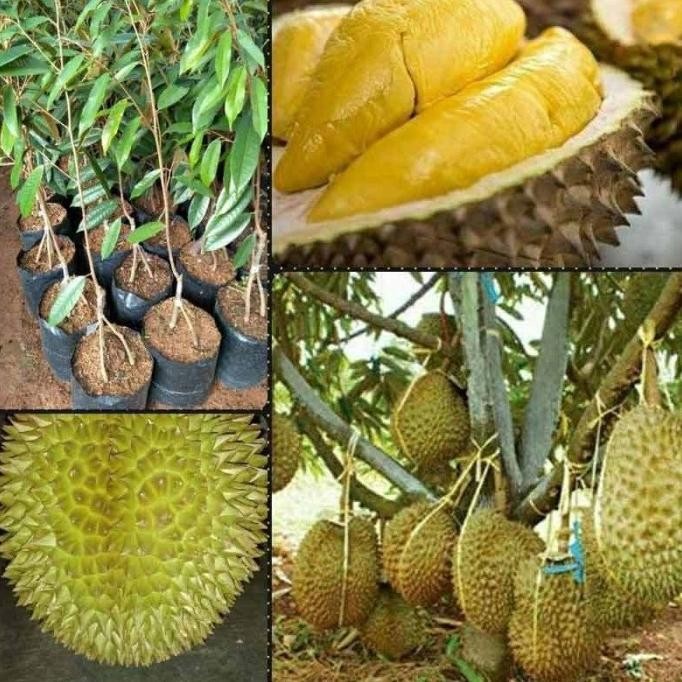 

Terlaris Bibit Buah Durian Montong Kaki 3 Okulasi Unggul Genjah