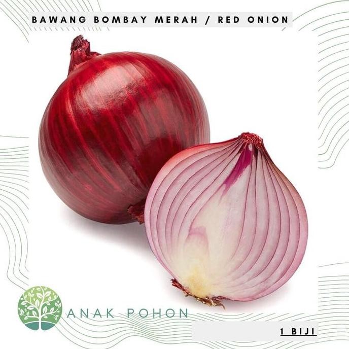 

Terlaris Min Order 10 Pcs Benih Bibit Biji - Bawang Bombay Merah Red Onion