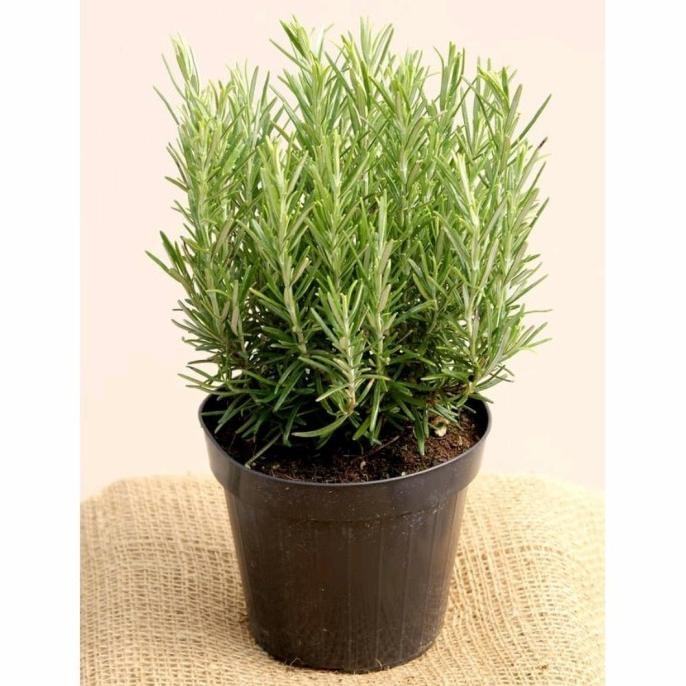 

Terlaris Tanaman Hias Rosemary Herbal Wangi Dan Harum/Bibit/Benih Promo!!