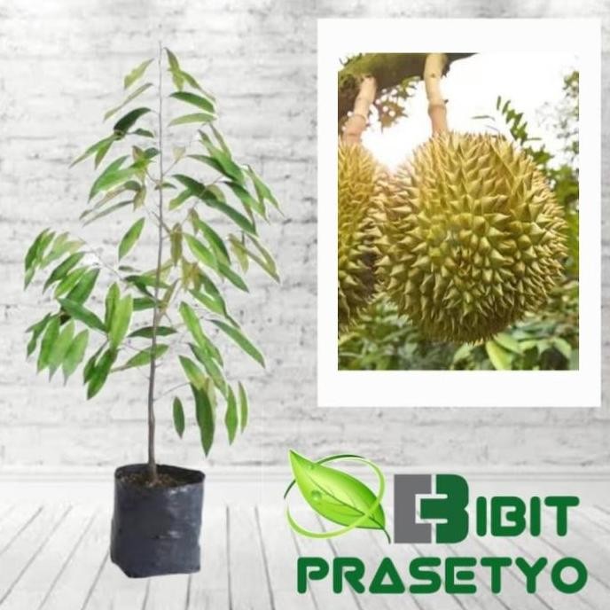 

Terlaris Bibit Durian Kumbokarno
