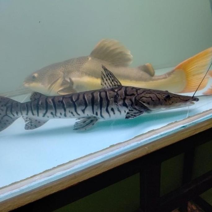 Terlaris Hiasan Aquarium Ikan Tiger Catfish Tsn Big Size Jumbo