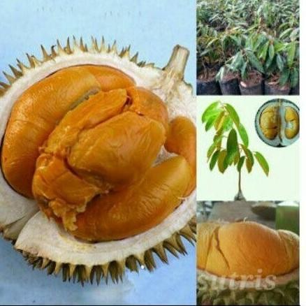 

Terlaris Promo Murah Bibit Durian Oche/ Hitam Okulasi Cepat Berbuah