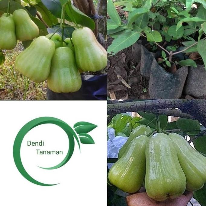 

Terlaris Bibit Pohon Jambu Air Deli Madu Hijau / Tanaman Buah Jambu Air