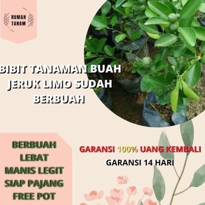 

Terlaris Sudah Berbuah Bibit Pohon Tanaman Buah Jeruk Limo Sudah Berbuah Nipis