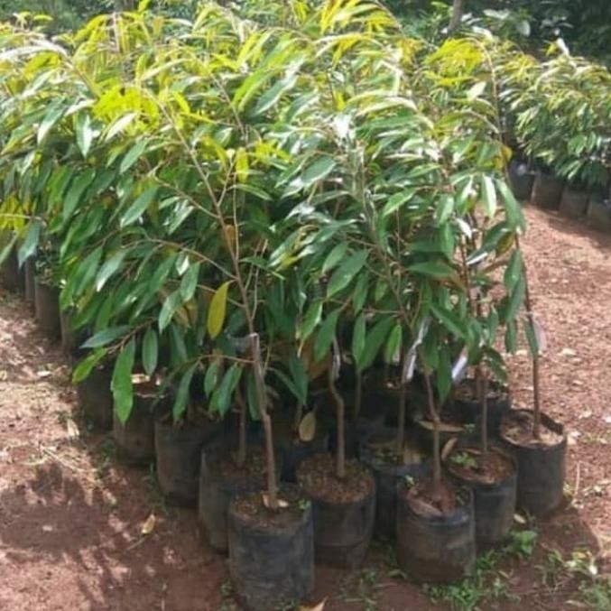 

Terlaris Bibit Tanaman Pohon Durian (Musangking).