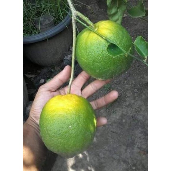 

Terlaris Baru Gaes Ind4H Bibit Jeruk Nipis Jumbo Bibit Buah Tanaman Yang Murah