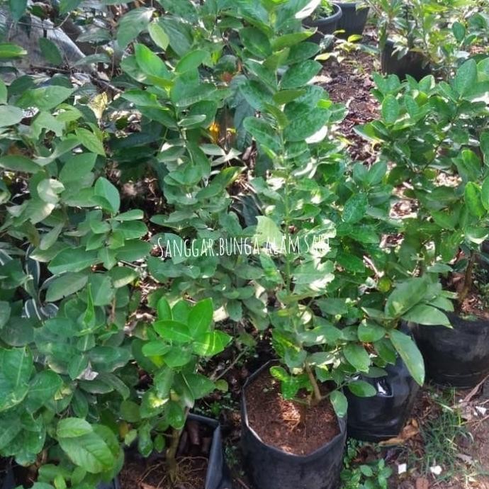 

Terlaris Tanaman Jeruk Nipis / Bibit Buah Jeruk Nipis Tob1