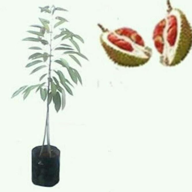 

Terlaris Kw1 Bibit Durian Merah Kaki 3 Banyuwangi (Promo Beli 5 Buah Gratis 1