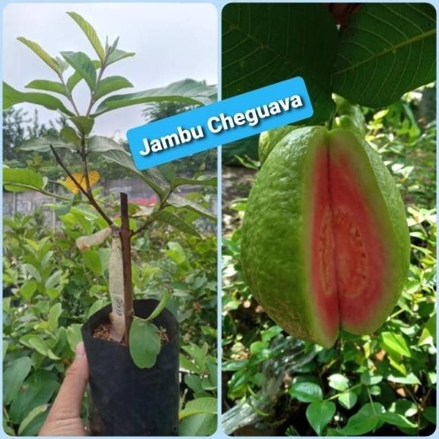 

Terlaris Bibit Tanaman Buah Jambu Biji Chegua Cangkok Unggul Fres Dd80