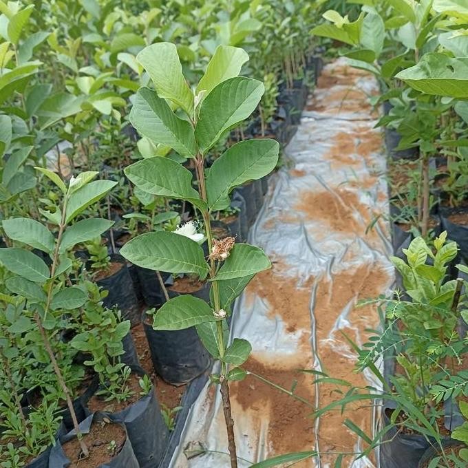 

Terlaris Bibit Jambu Kristal