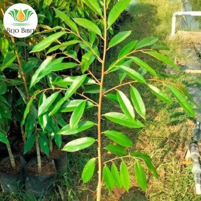 

Terlaris Bibit Durian Super Tembaga Tinggi 1 Meter Asli Bangka Hasil Okulasi