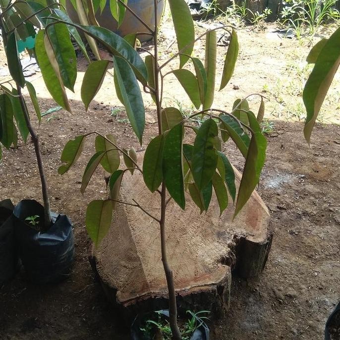 

Terlaris Bibit Durian Varietas Salisun