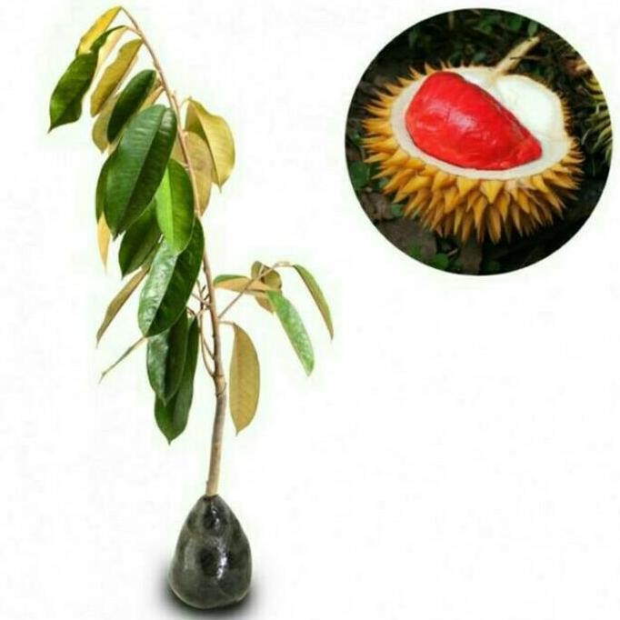 

Terlaris Bibit Durian Montong Merah